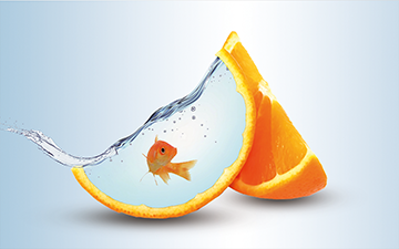 Personal project fish